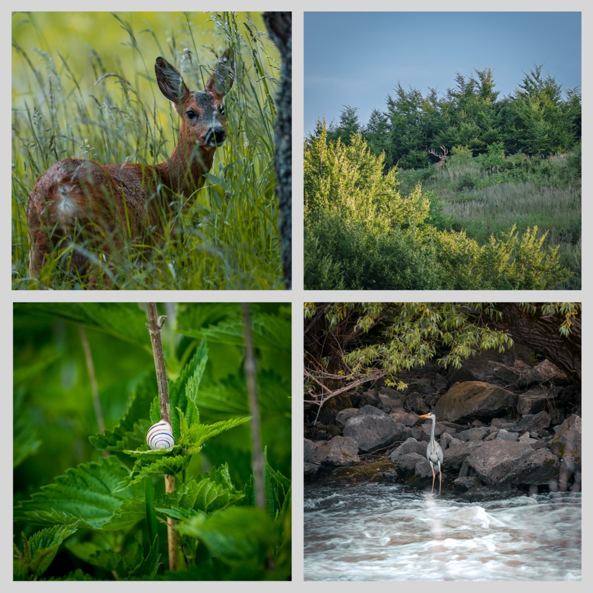Wildlife 01