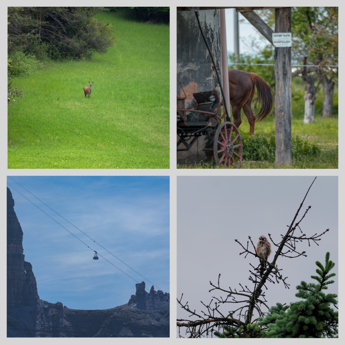 Wildlife 02